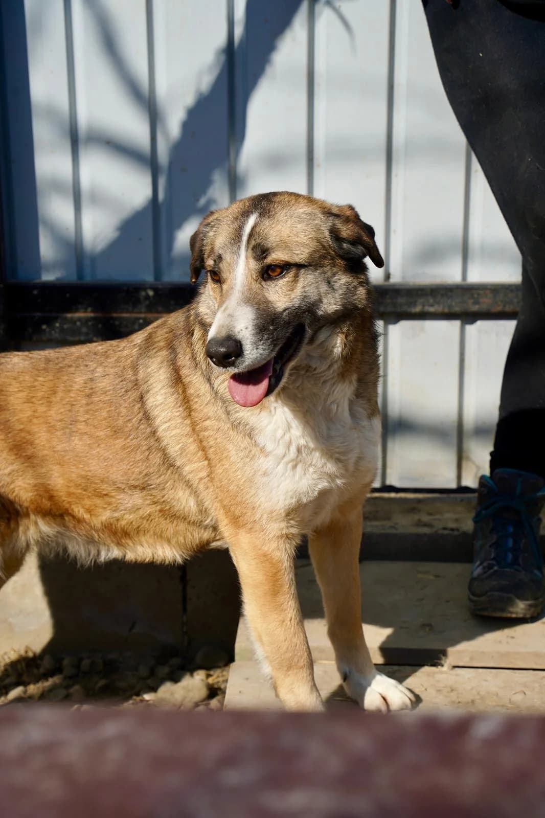 Elanor, female 5yo Mixed Breed for adoption at Tierschutzverein SpecialDogs e.V.