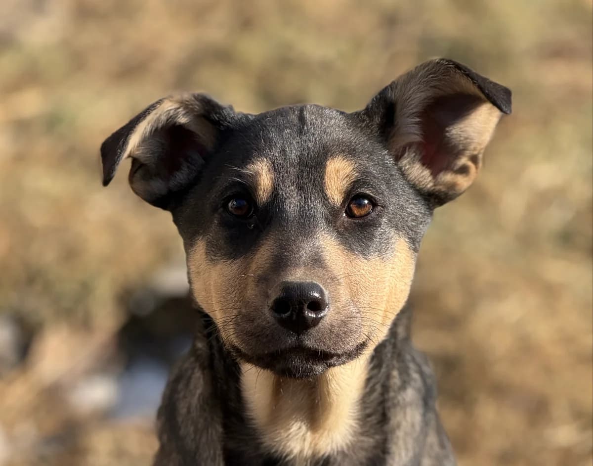 Elwin, male puppy Mixed Breed for adoption at Tierschutzverein SpecialDogs e.V.
