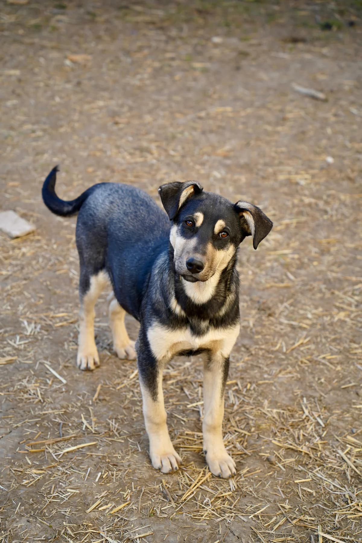 Elwin, male puppy Mixed Breed for adoption at Tierschutzverein SpecialDogs e.V.