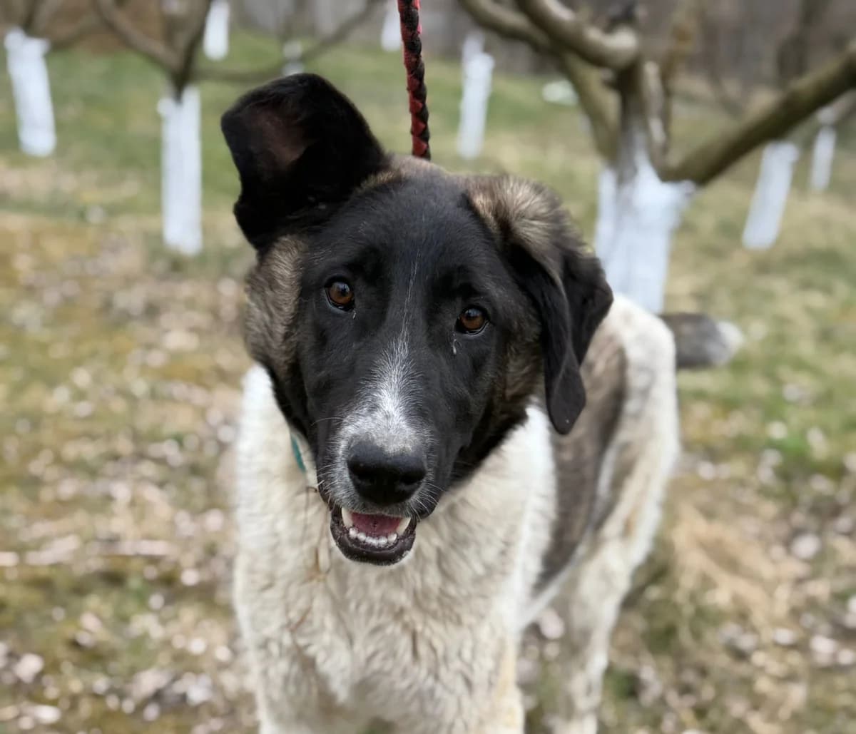 Ernesta, female puppy Mixed Breed for adoption at Tierschutzverein SpecialDogs e.V.