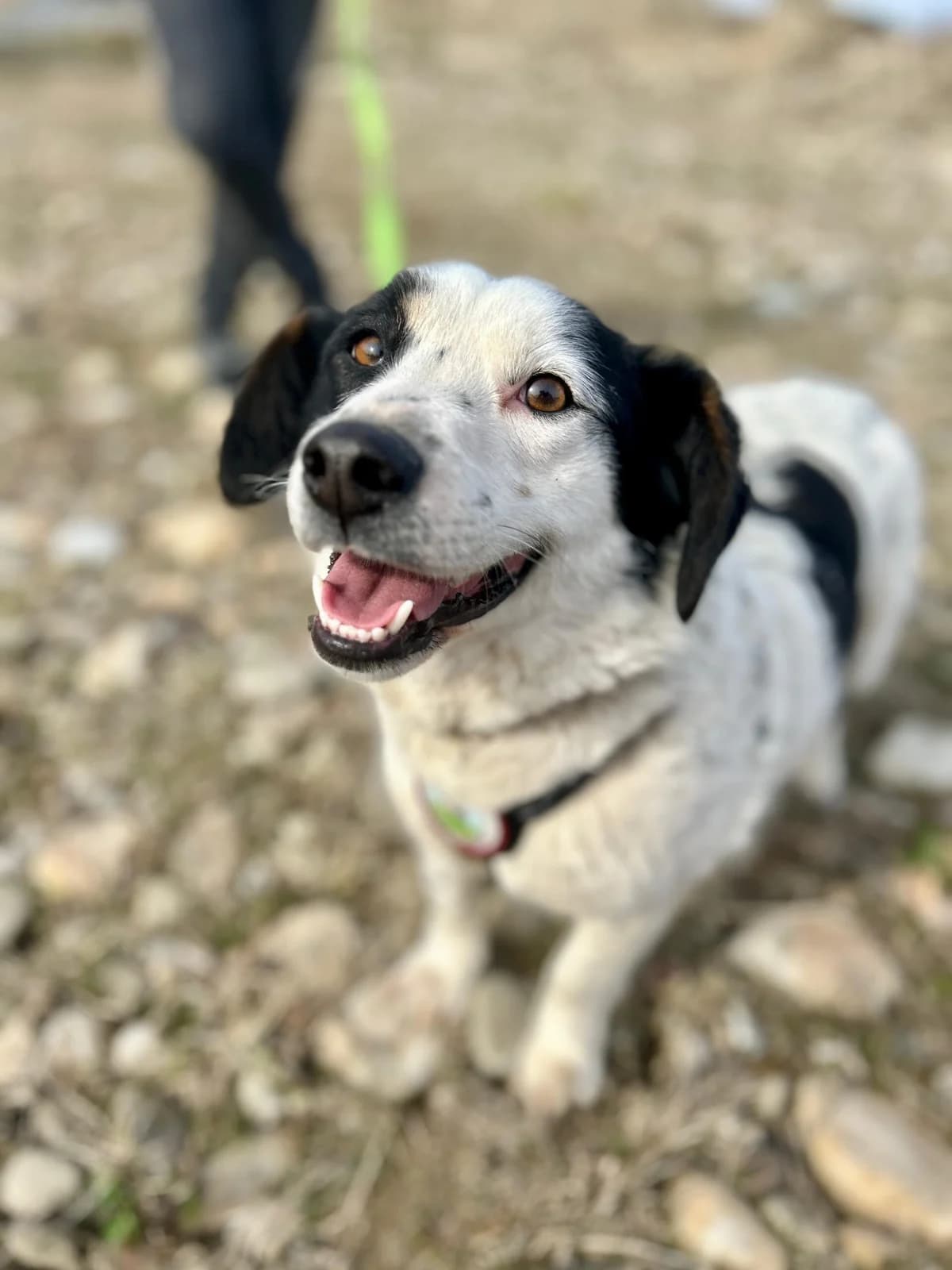 Felicita, female 3yo Mixed Breed for adoption at Tierschutzverein SpecialDogs e.V.