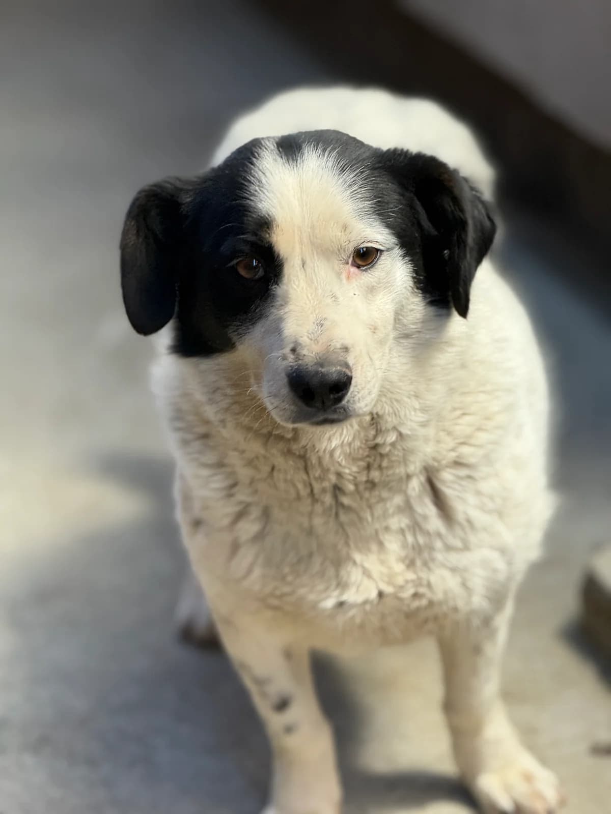 Felicita, female 3yo Mixed Breed for adoption at Tierschutzverein SpecialDogs e.V.