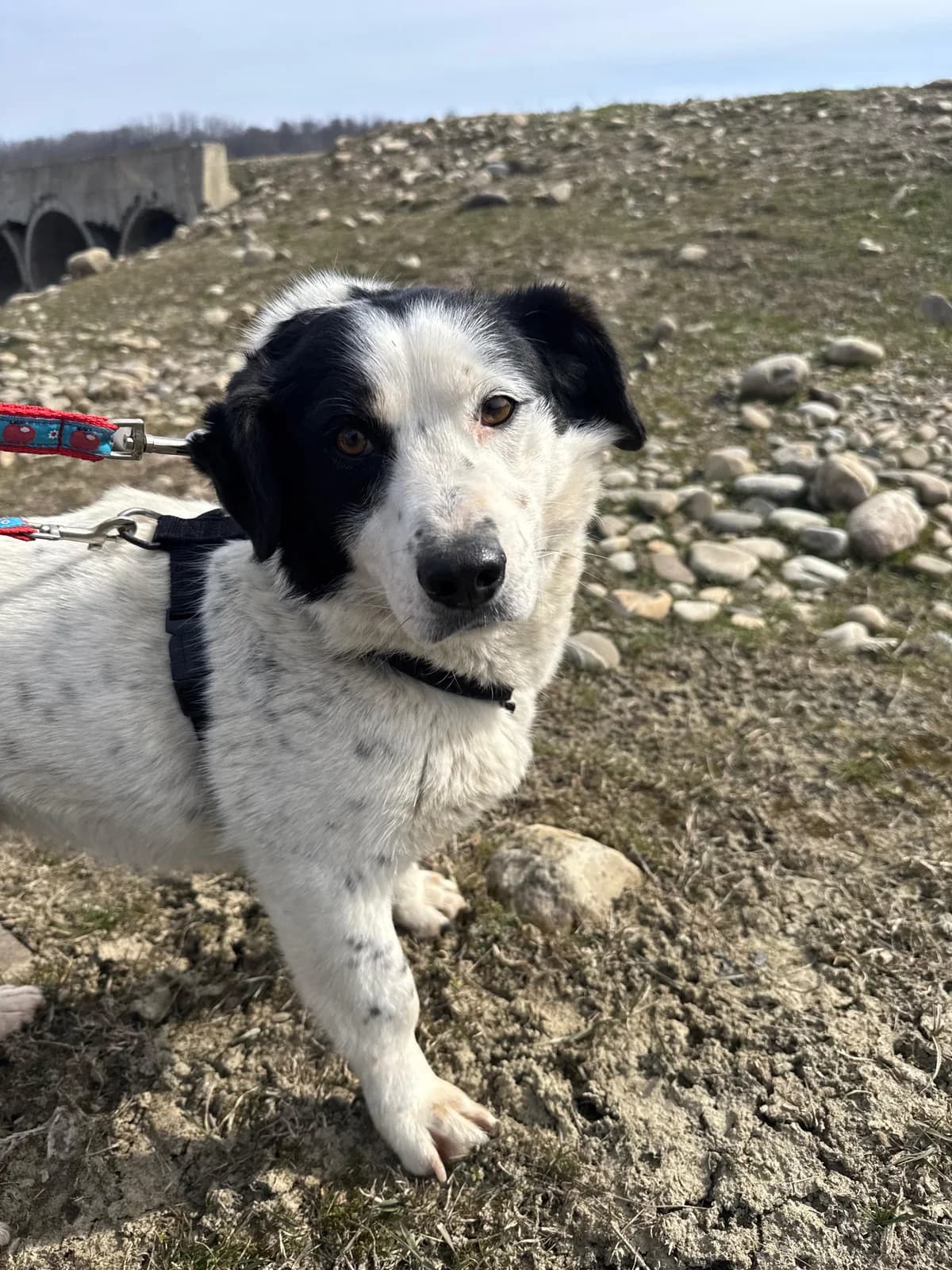 Felicita, female 3yo Mixed Breed for adoption at Tierschutzverein SpecialDogs e.V.