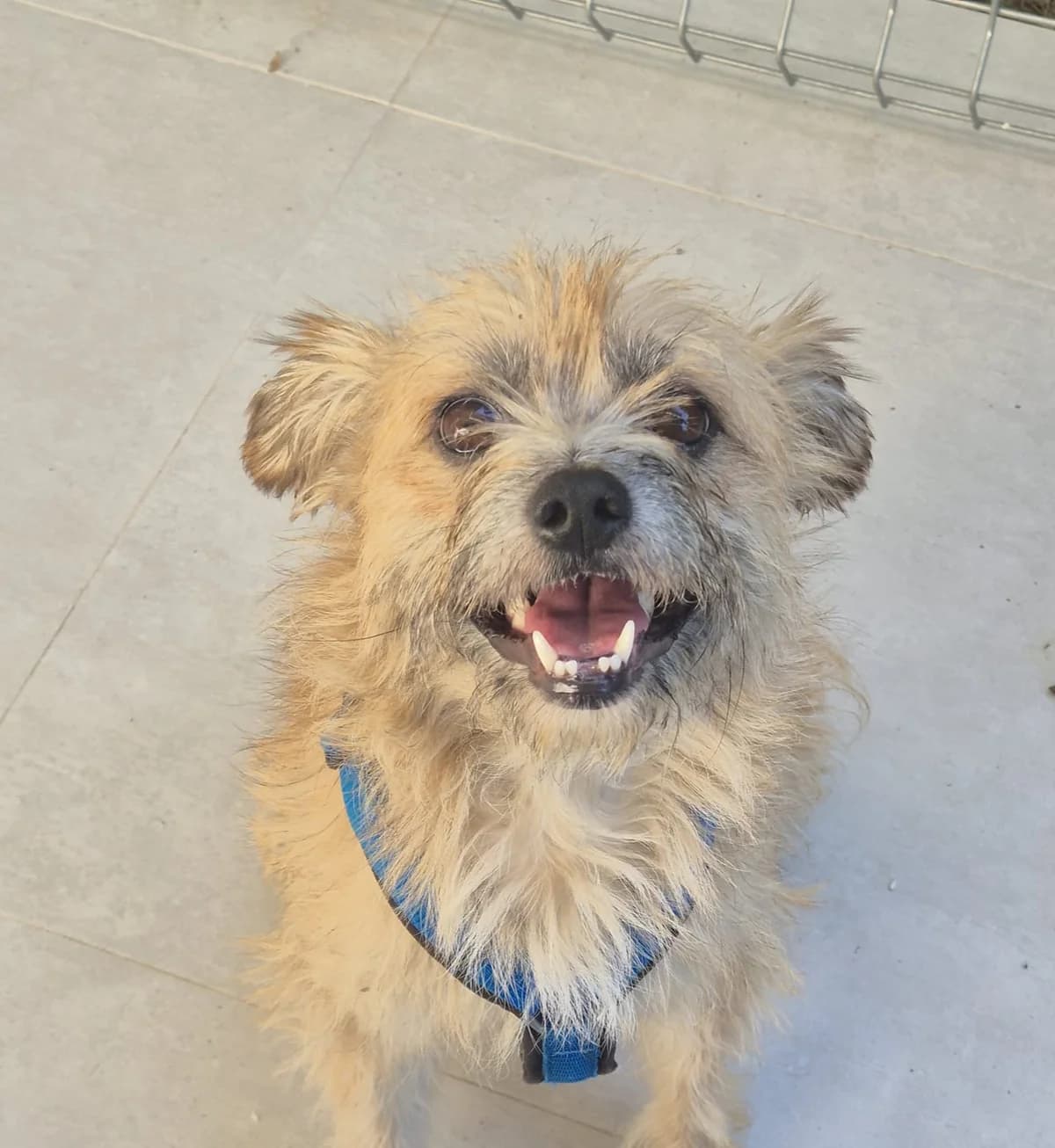 Fellow, male 3yo Mixed Breed for adoption at Tierschutzverein SpecialDogs e.V.