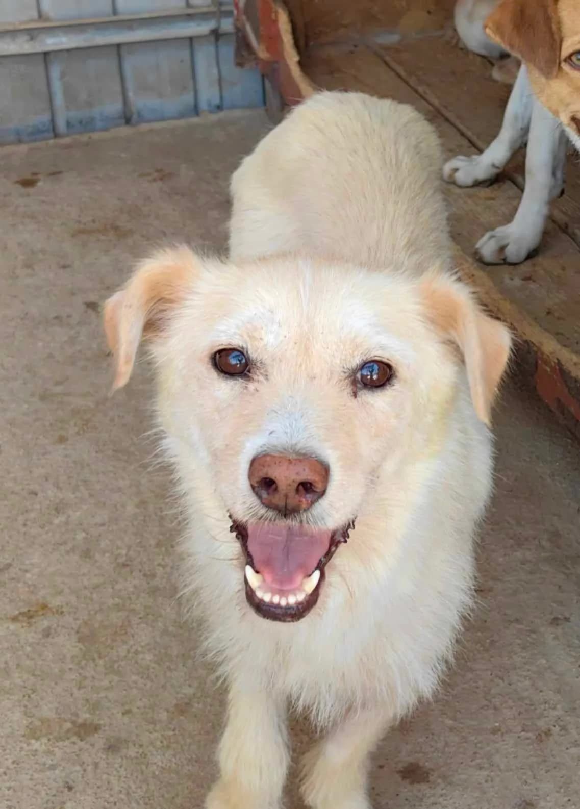 Franka, female 5yo Mixed Breed for adoption at Tierschutzverein SpecialDogs e.V.