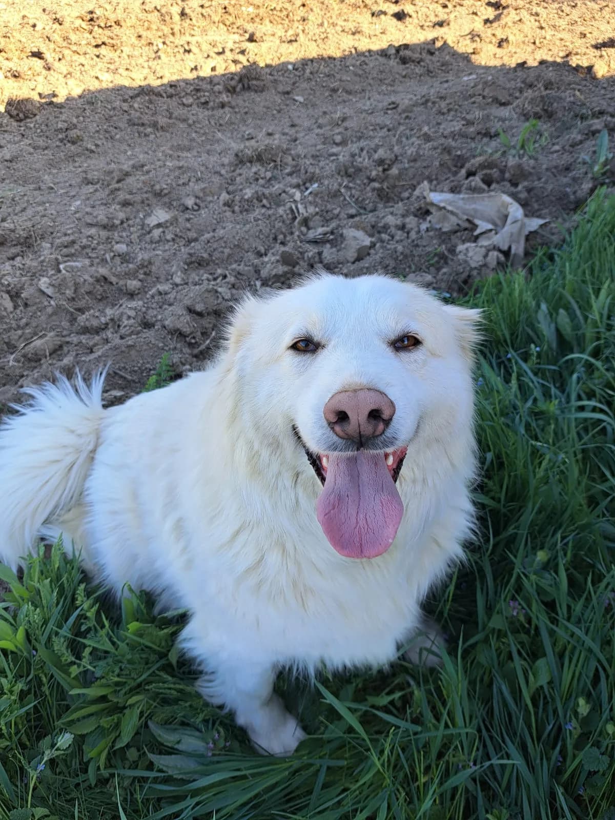 Franzl, male 4yo Mixed Breed for adoption at Tierschutzverein SpecialDogs e.V.