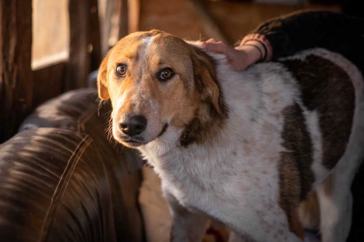 Frodo, male 5yo Mixed Breed for adoption at Tierschutzverein SpecialDogs e.V.