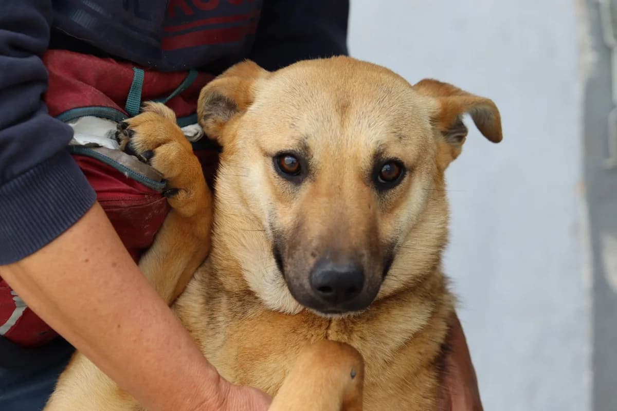 Geli, female 4yo Mixed Breed for adoption at Tierschutzverein SpecialDogs e.V.
