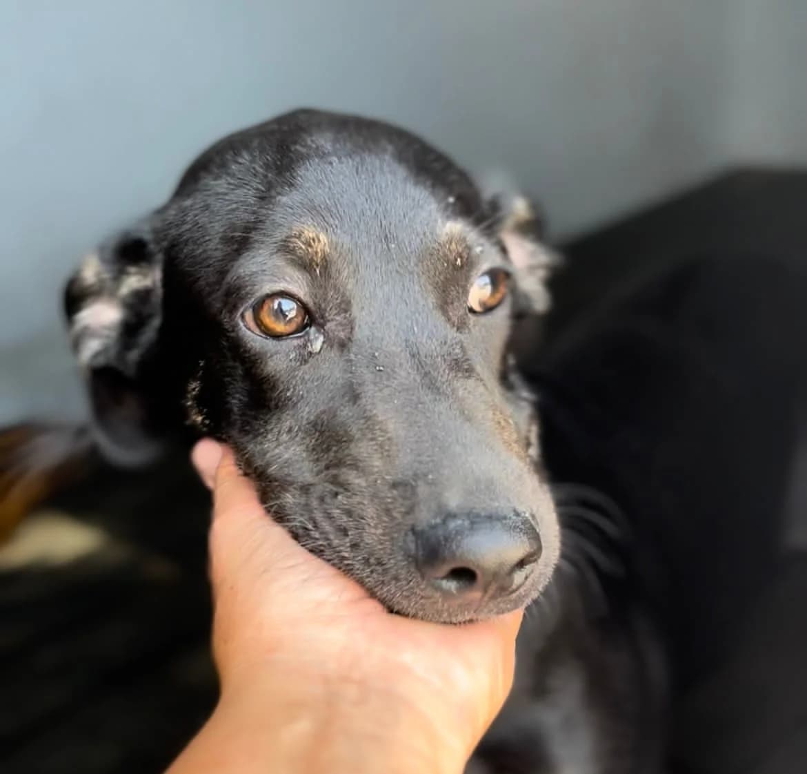 Gemma, female 4yo Mixed Breed for adoption at Tierschutzverein SpecialDogs e.V.