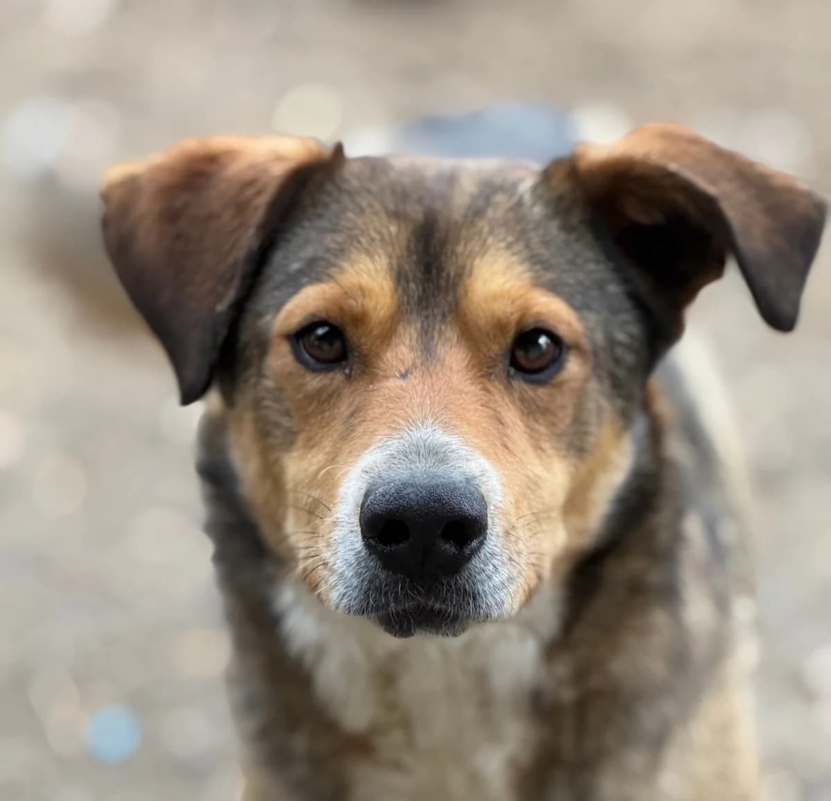 Gilu, male 4yo Mixed Breed for adoption at Tierschutzverein SpecialDogs e.V.