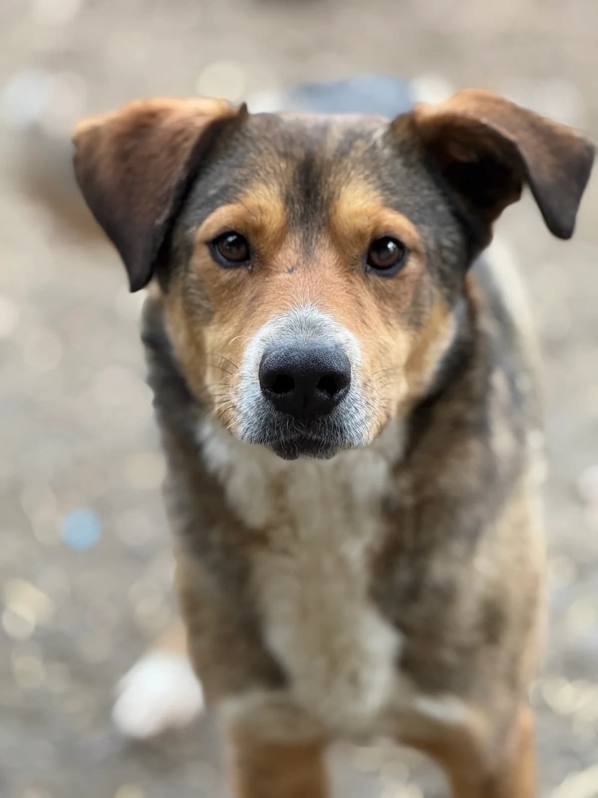 Gilu, male 4yo Mixed Breed for adoption at Tierschutzverein SpecialDogs e.V.