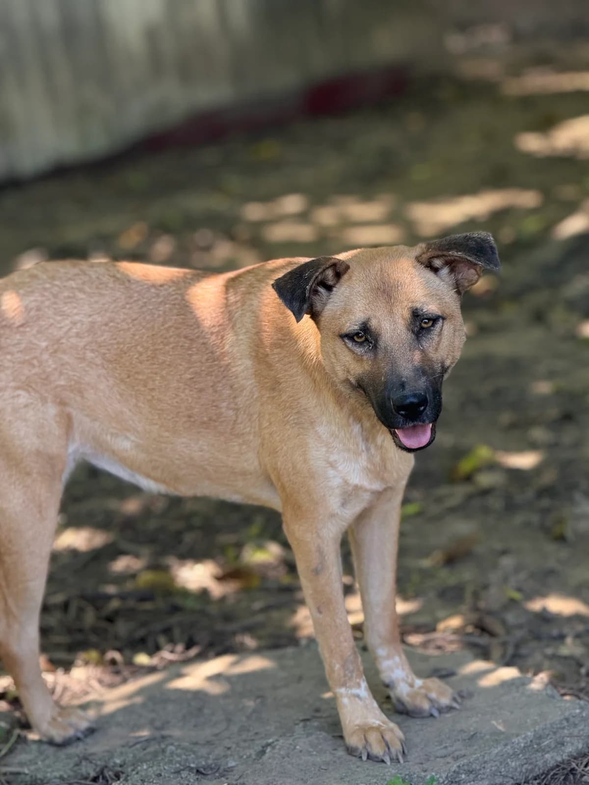 Ginga, female 3yo Mixed Breed for adoption at Tierschutzverein SpecialDogs e.V.