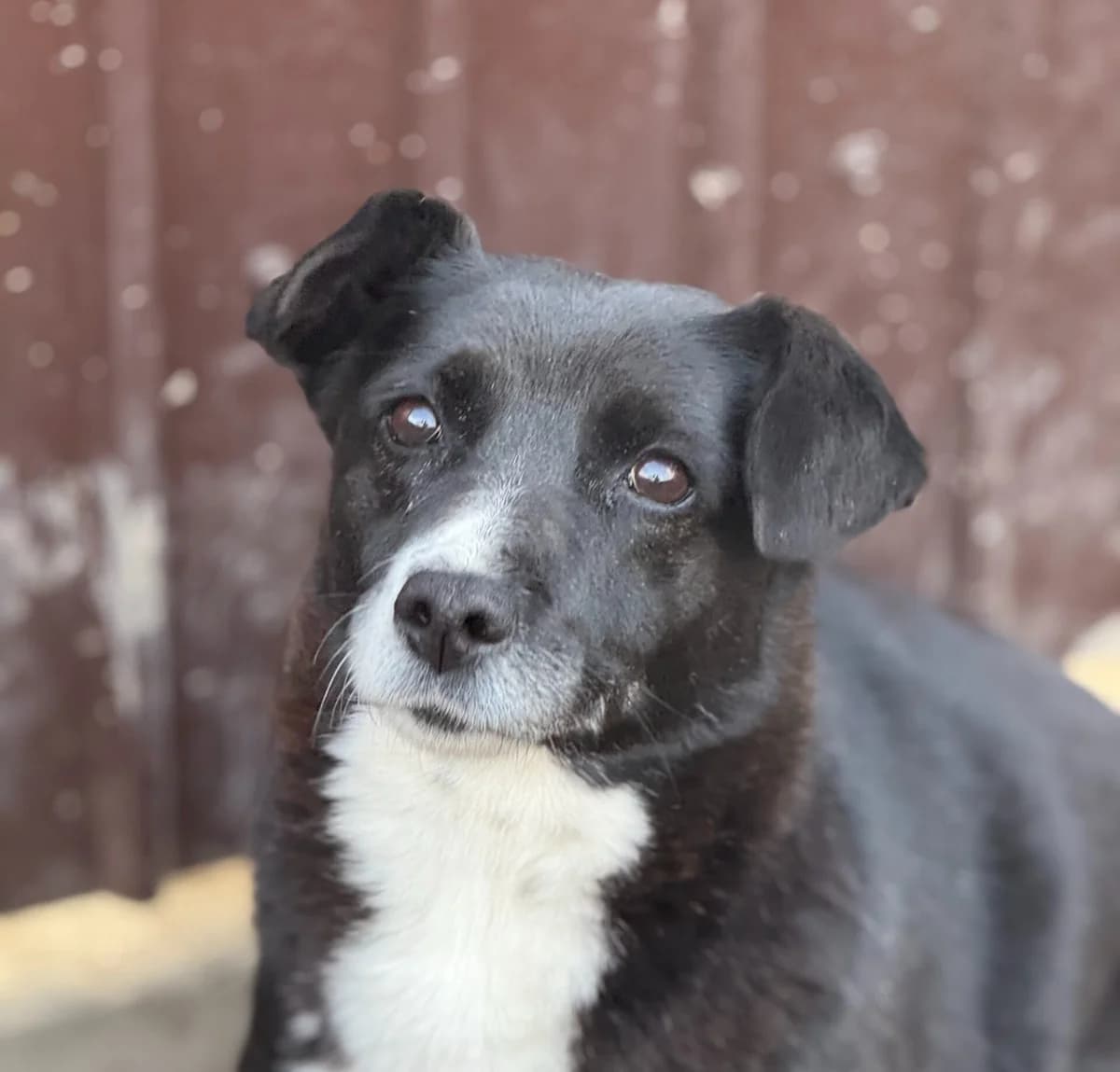Grace, female senior Mixed Breed for adoption at Tierschutzverein SpecialDogs e.V.