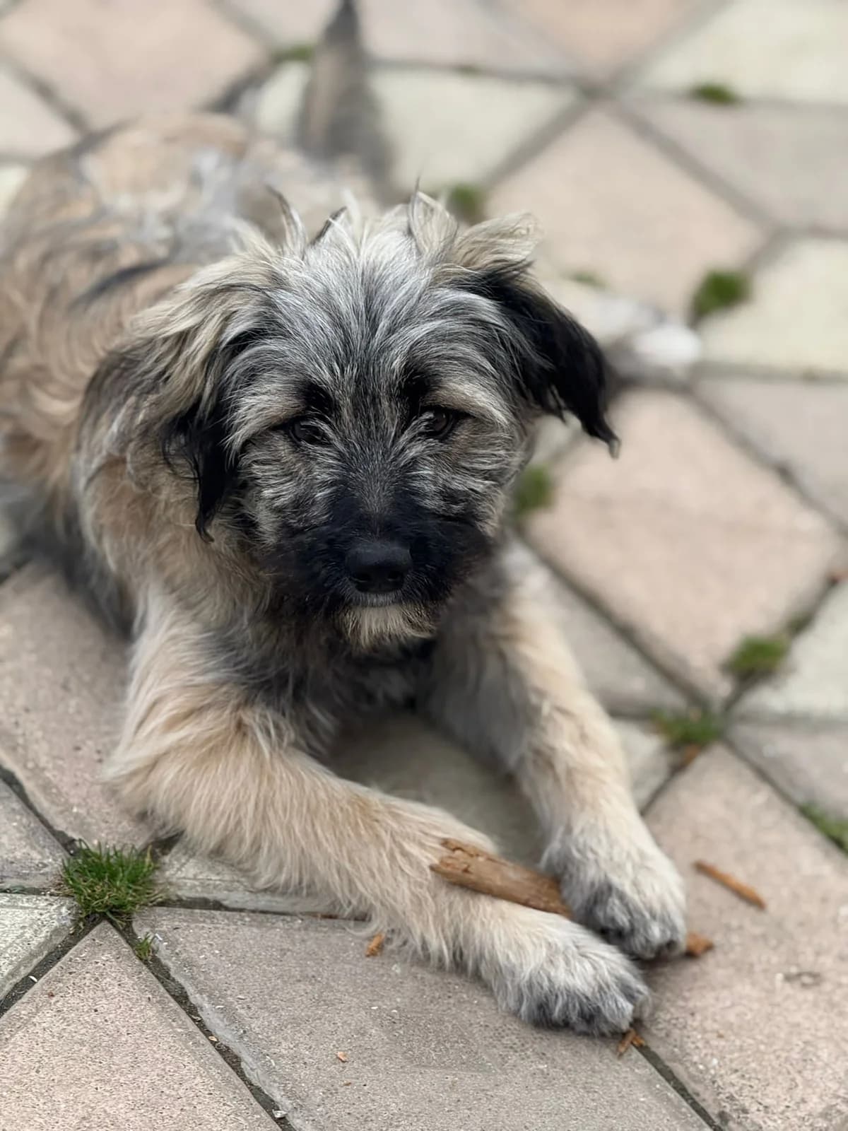 Ina, female puppy Mixed Breed for adoption at Tierschutzverein SpecialDogs e.V.
