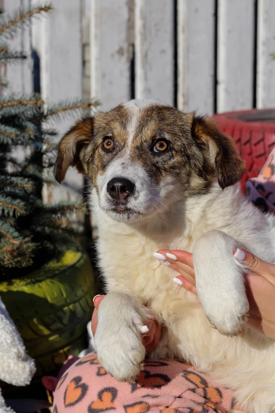 Isco, male 4yo Mixed Breed for adoption at Tierschutzverein SpecialDogs e.V.