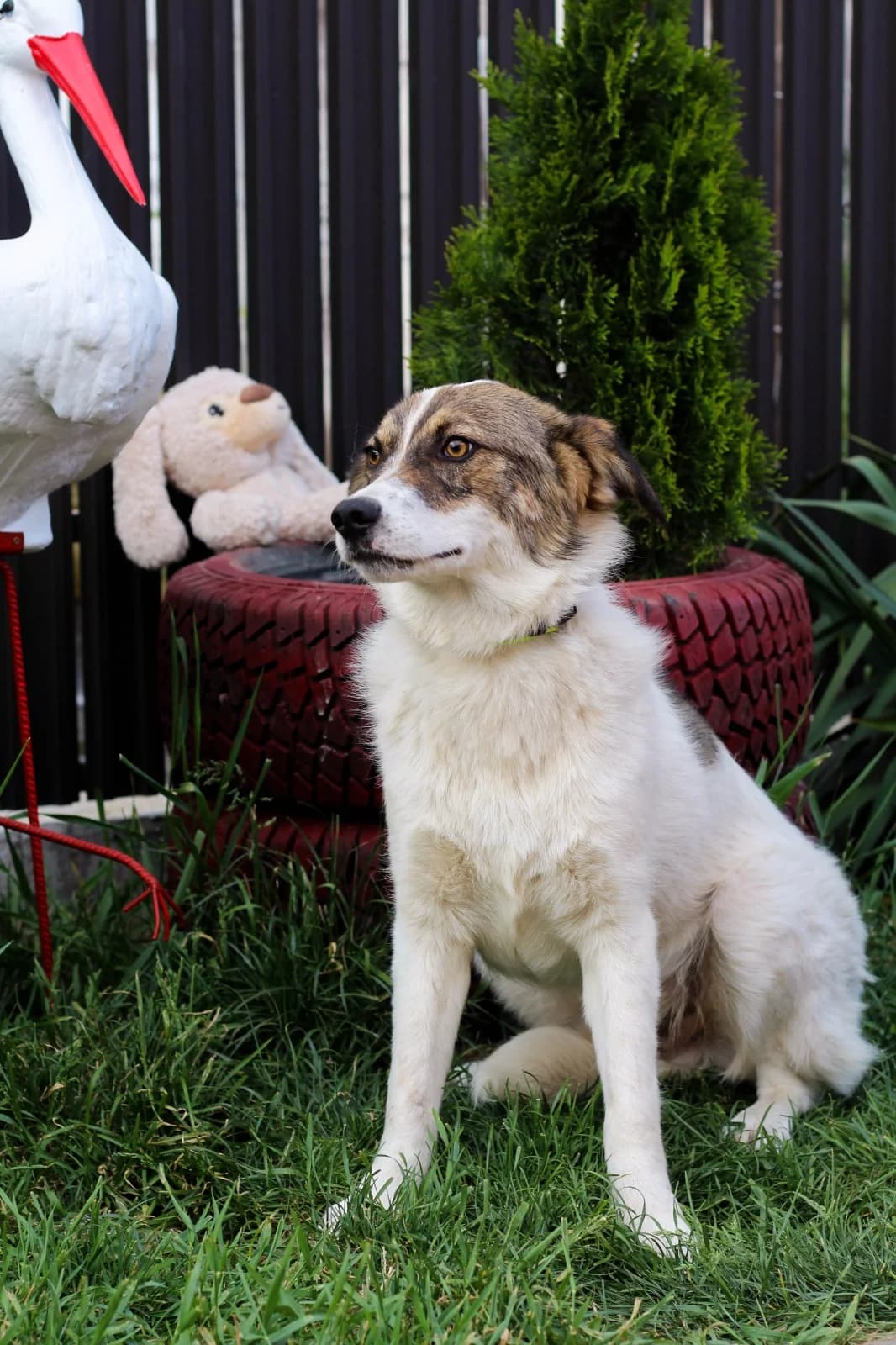 Isco, male 4yo Mixed Breed for adoption at Tierschutzverein SpecialDogs e.V.