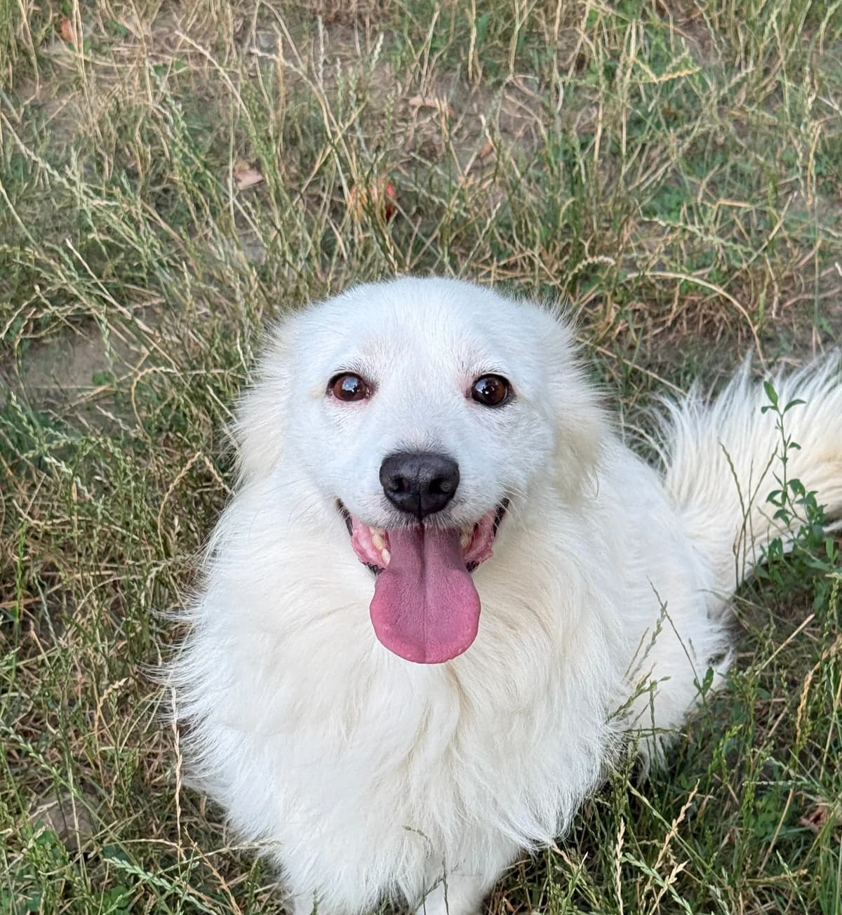 Ivalo, male 3yo Mixed Breed for adoption at Tierschutzverein SpecialDogs e.V.
