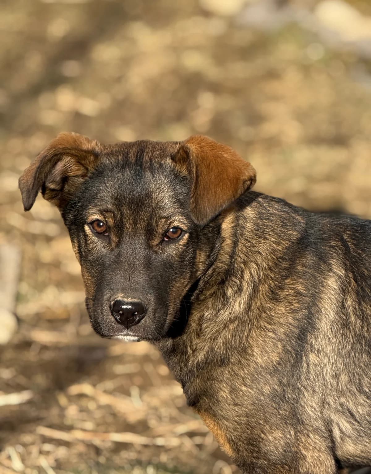 Jorin, male puppy Mixed Breed for adoption at Tierschutzverein SpecialDogs e.V.
