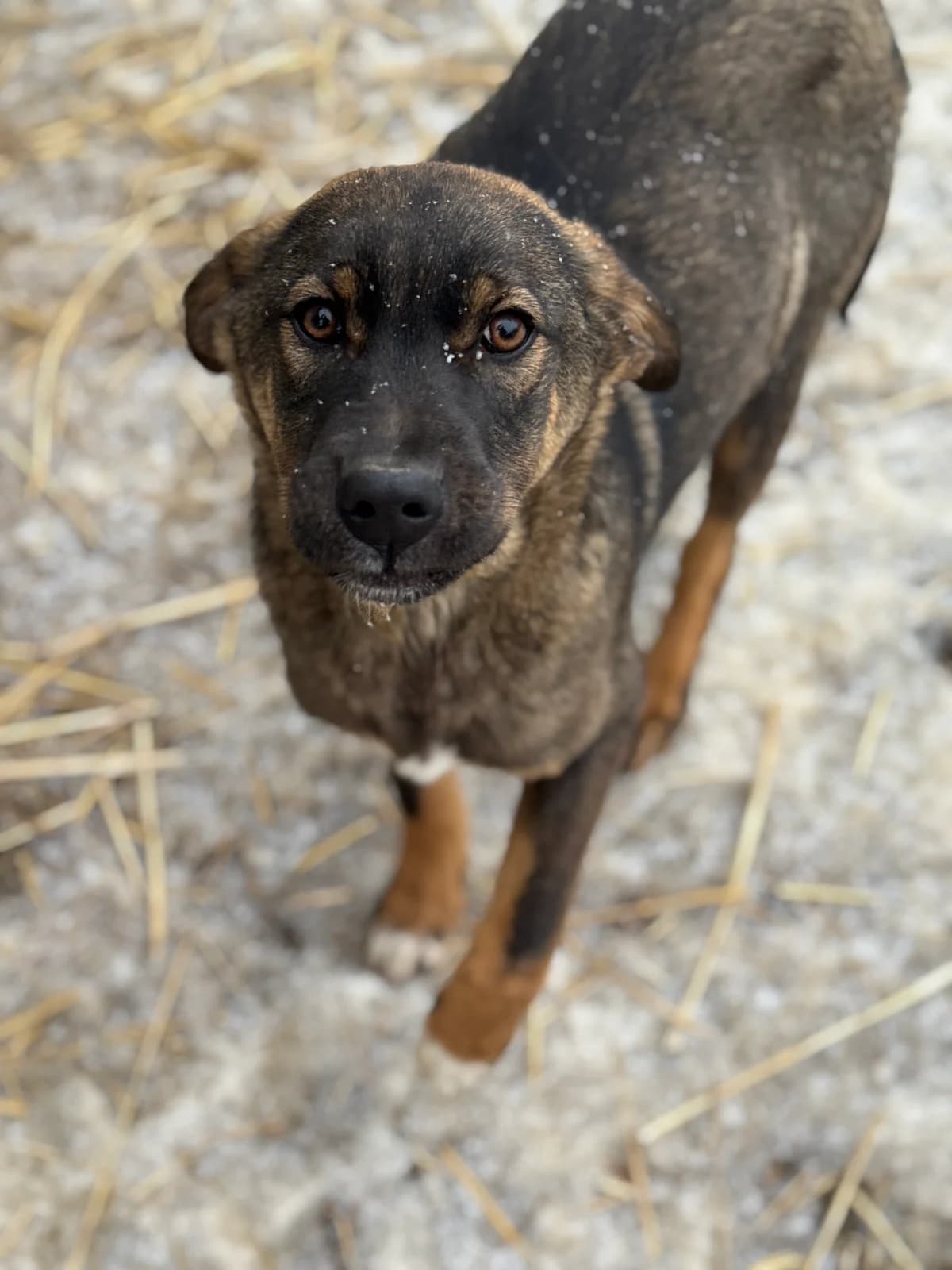 Jorin, male puppy Mixed Breed for adoption at Tierschutzverein SpecialDogs e.V.