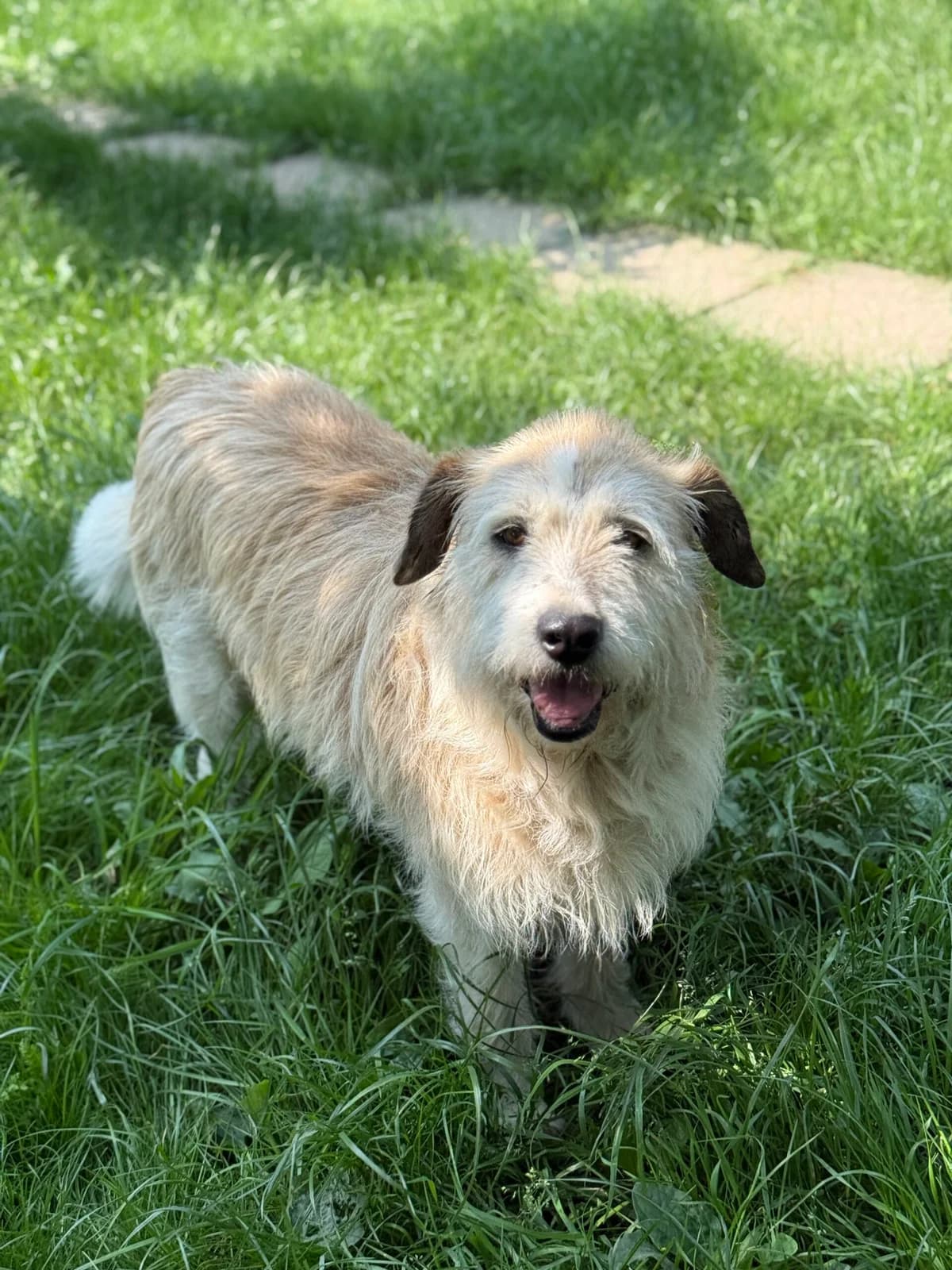 Jumbo, male senior Mixed Breed for adoption at Tierschutzverein SpecialDogs e.V.