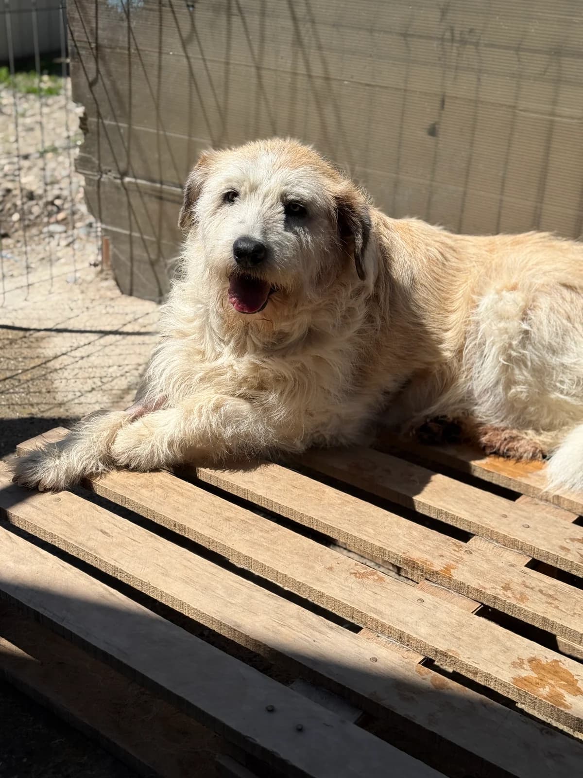 Jumbo, male senior Mixed Breed for adoption at Tierschutzverein SpecialDogs e.V.
