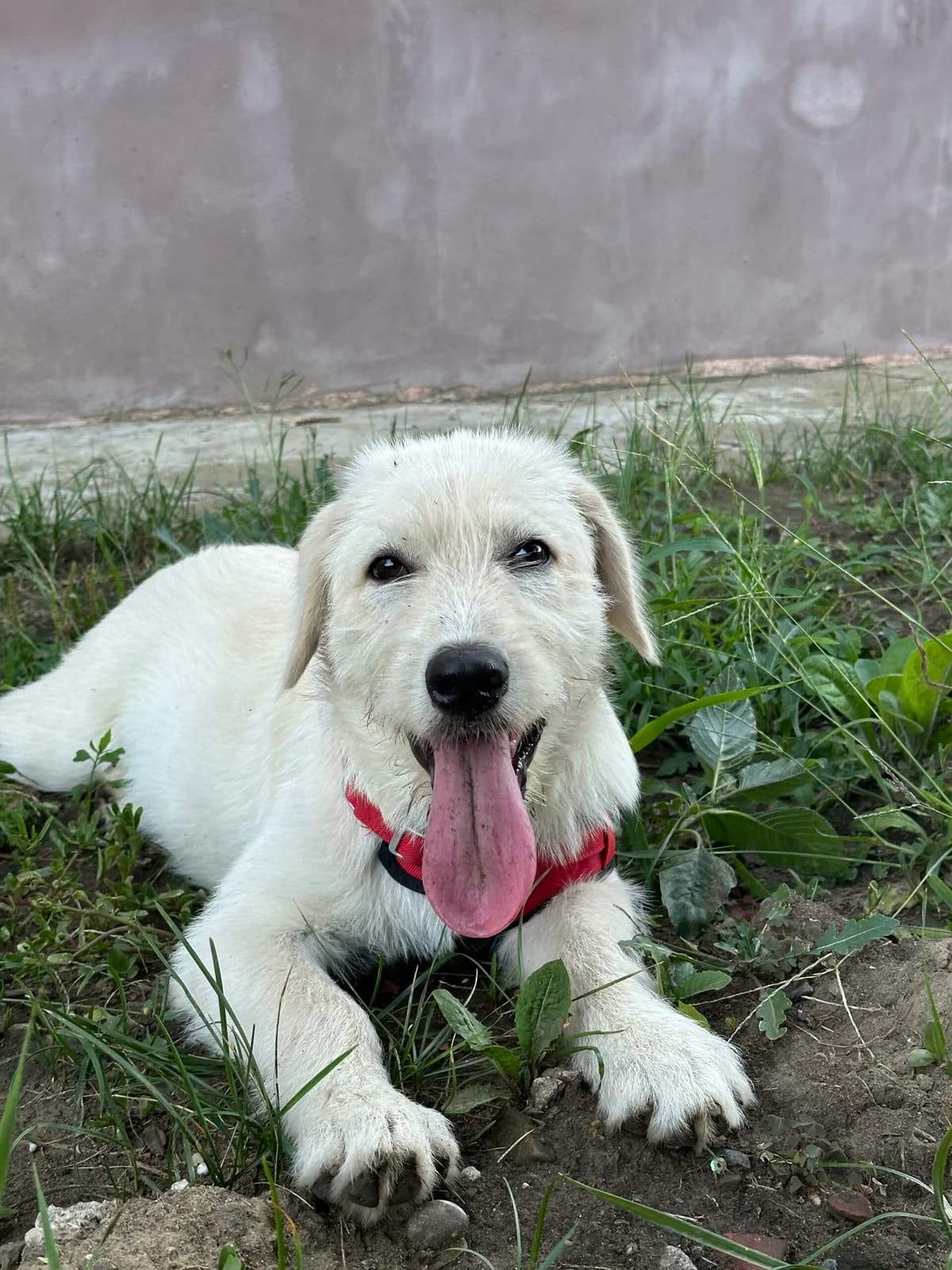 Juria, female young Mixed Breed for adoption at Tierschutzverein SpecialDogs e.V.