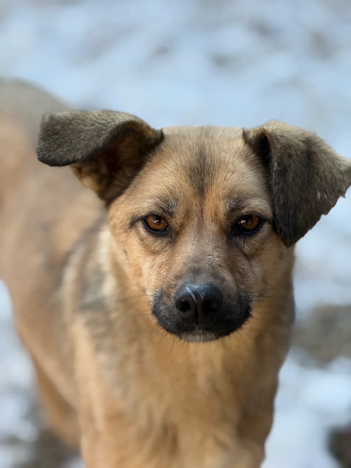 Kirsi, female young Mixed Breed for adoption at Tierschutzverein SpecialDogs e.V.