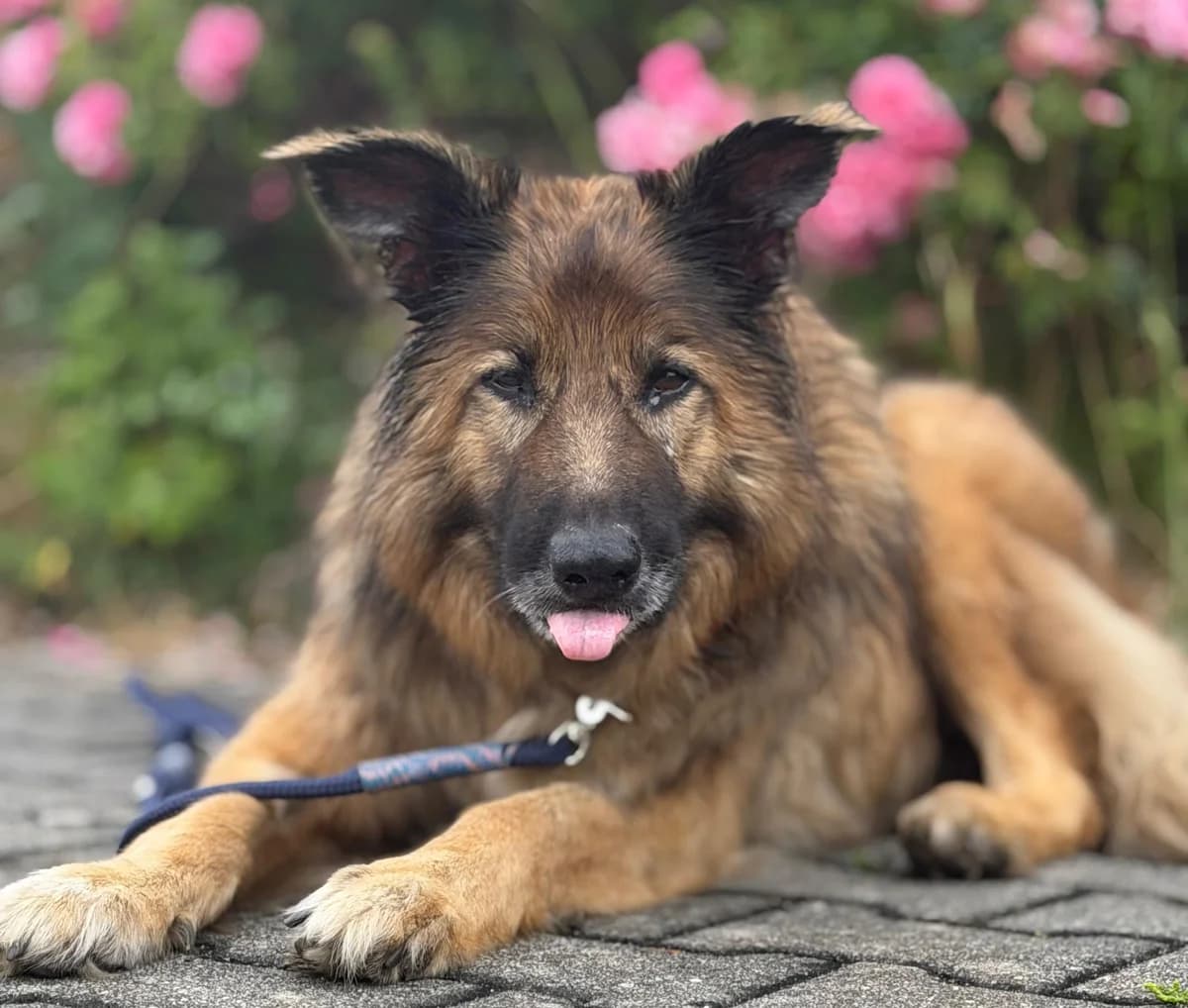 Kuma, male senior German Shepherd for adoption at Tierschutzverein SpecialDogs e.V.