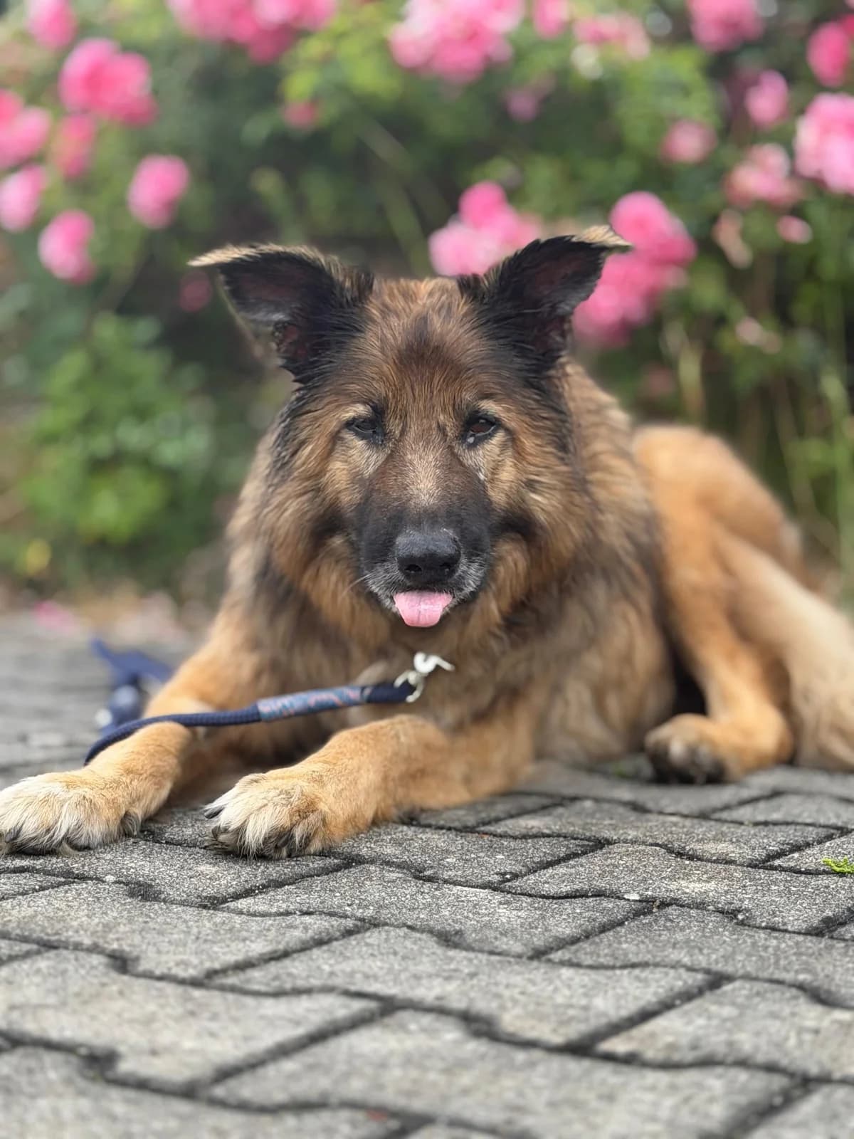 Kuma, male senior German Shepherd for adoption at Tierschutzverein SpecialDogs e.V.
