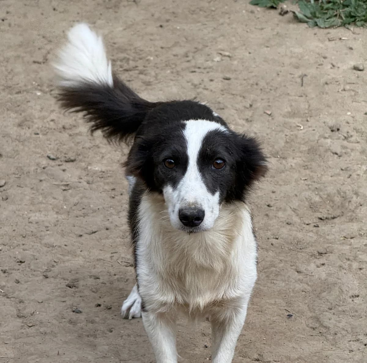 Lene, female 3yo Mixed Breed for adoption at Tierschutzverein SpecialDogs e.V.