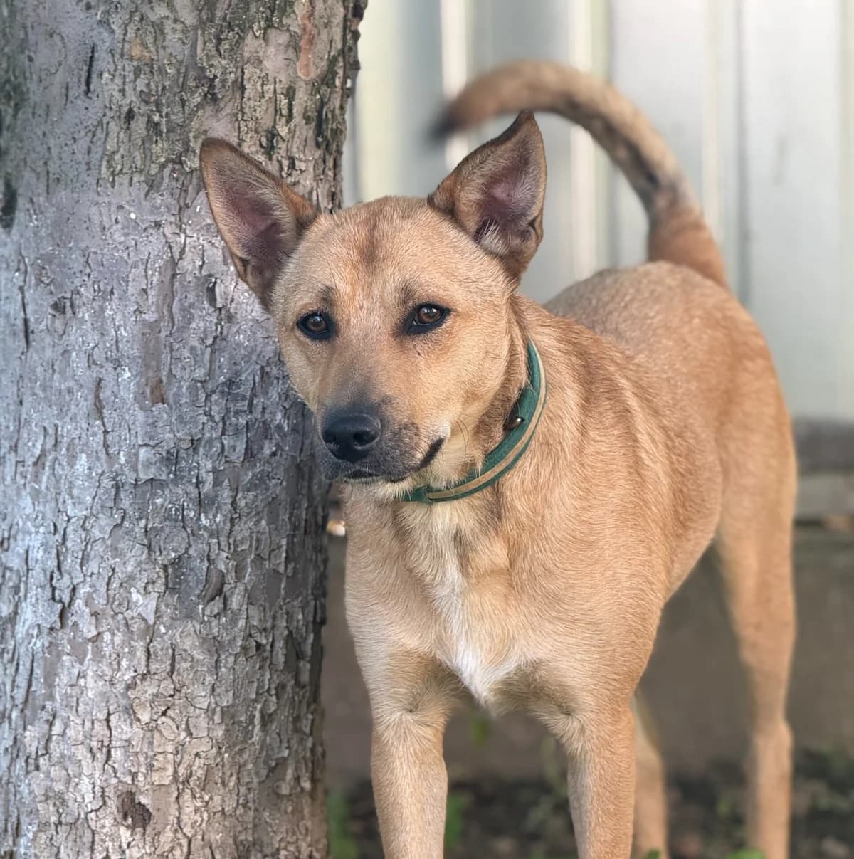 Lester, male young Mixed Breed for adoption at Tierschutzverein SpecialDogs e.V.