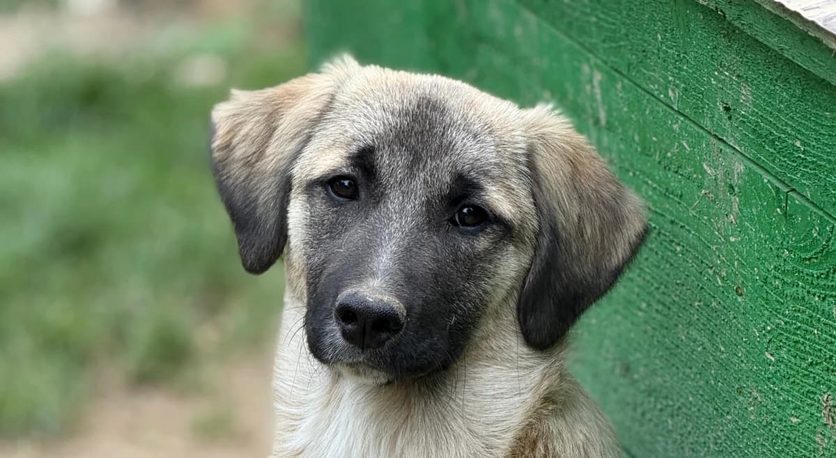 Linse, female puppy Mixed Breed for adoption at Tierschutzverein SpecialDogs e.V.