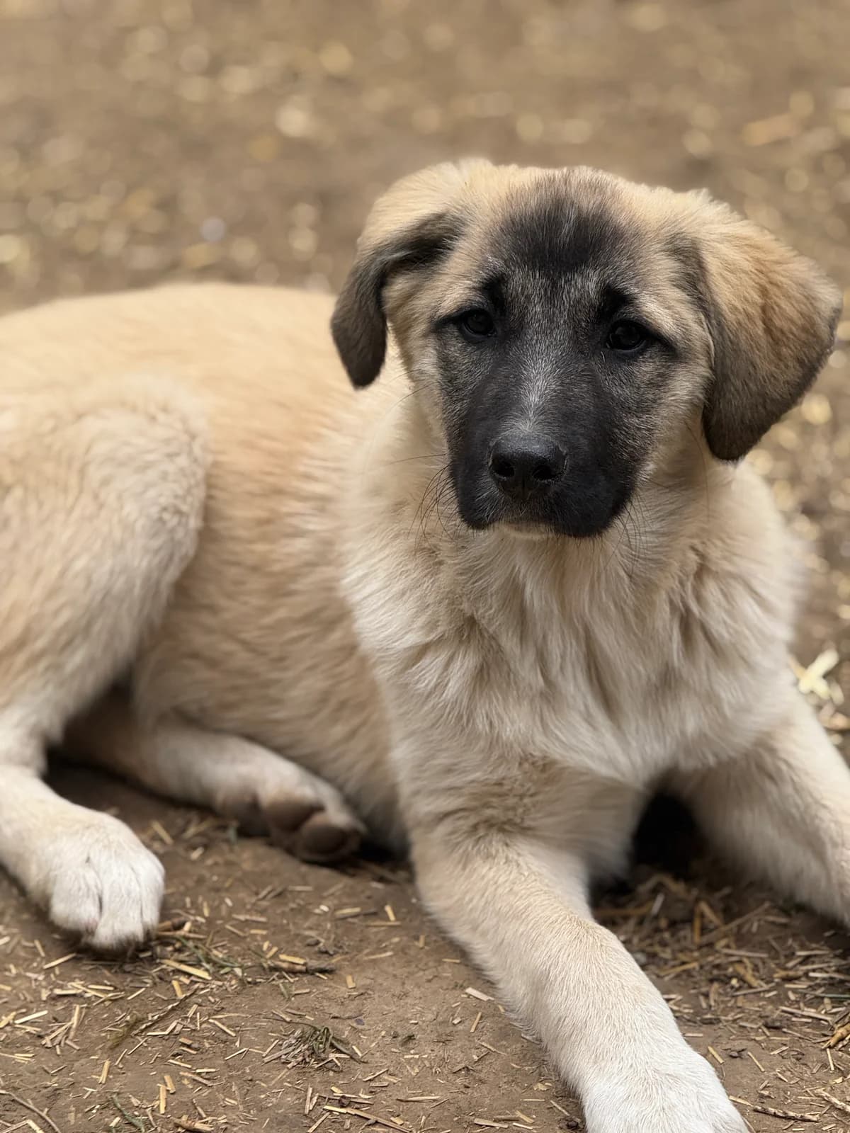 Linse, female puppy Mixed Breed for adoption at Tierschutzverein SpecialDogs e.V.
