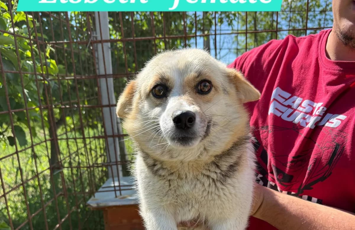 Lisbeth, female young Mixed Breed for adoption at Tierschutzverein SpecialDogs e.V.