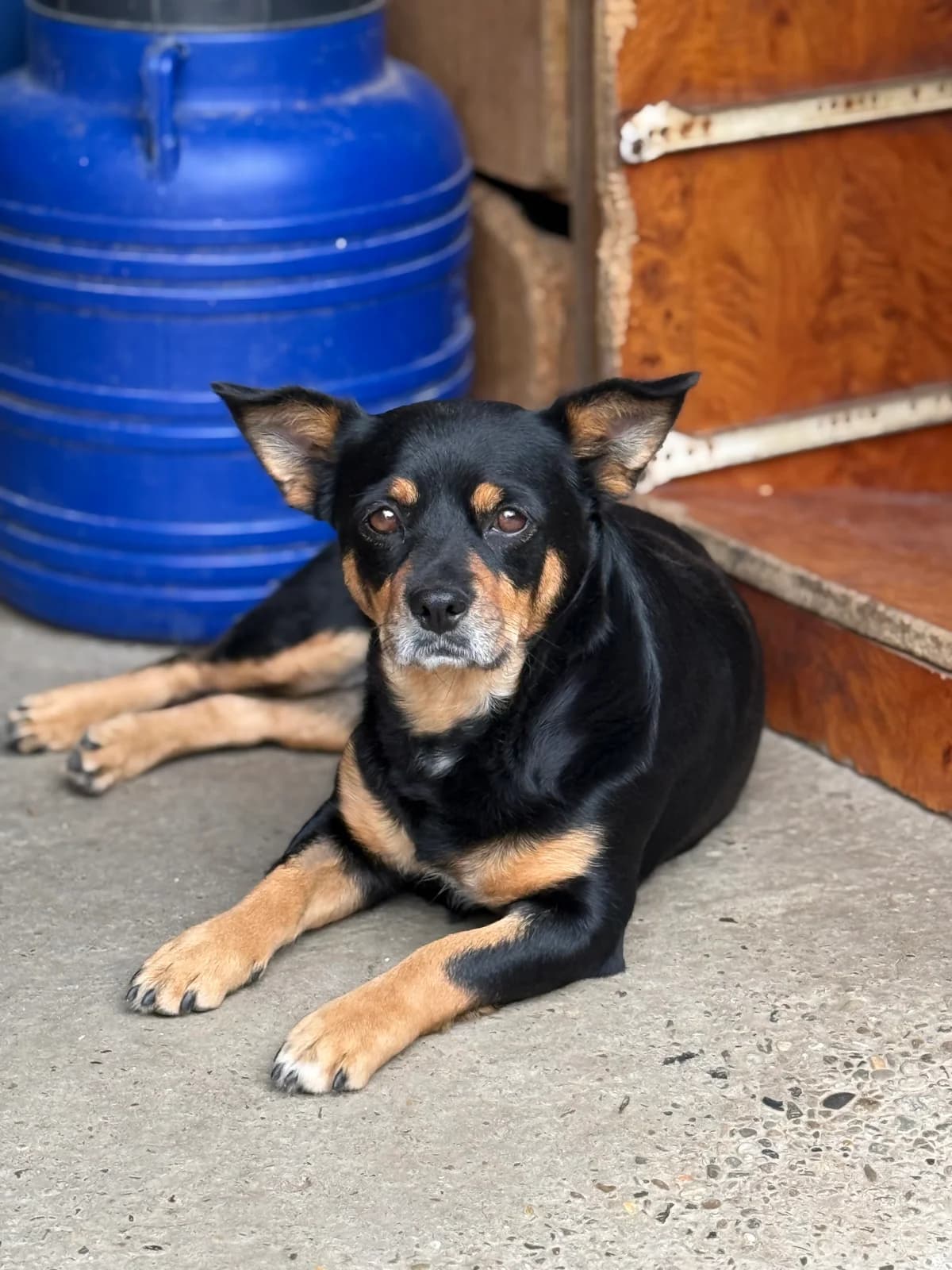 Lule, female 3yo Mixed Breed for adoption at Tierschutzverein SpecialDogs e.V.