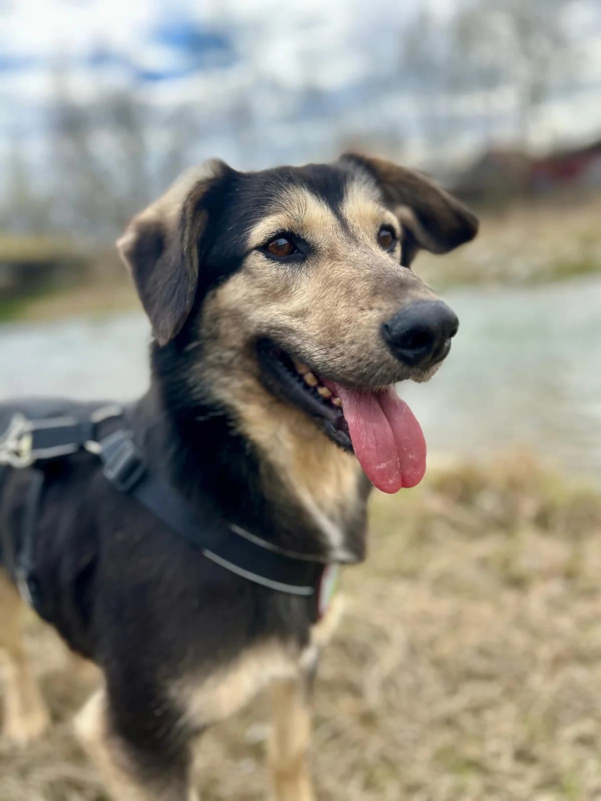 Lupitu, male 4yo Mixed Breed for adoption at Tierschutzverein SpecialDogs e.V.
