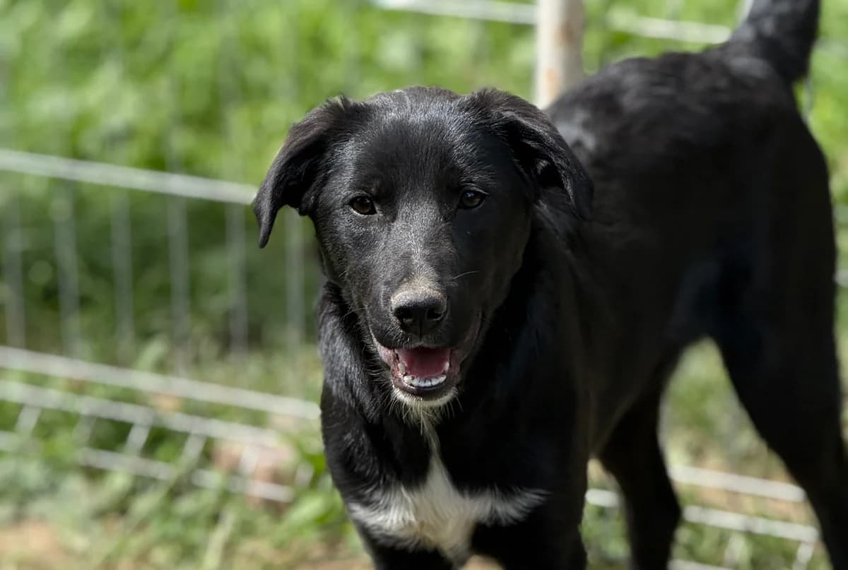 Mella, female puppy Mixed Breed for adoption at Tierschutzverein SpecialDogs e.V.