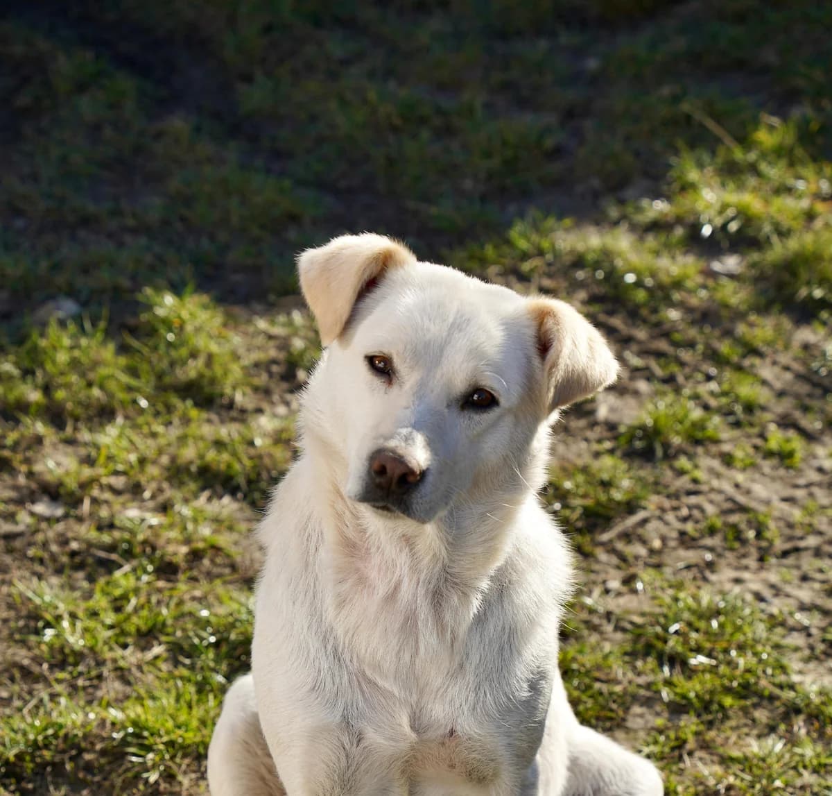 Miri, female 4yo Mixed Breed for adoption at Tierschutzverein SpecialDogs e.V.