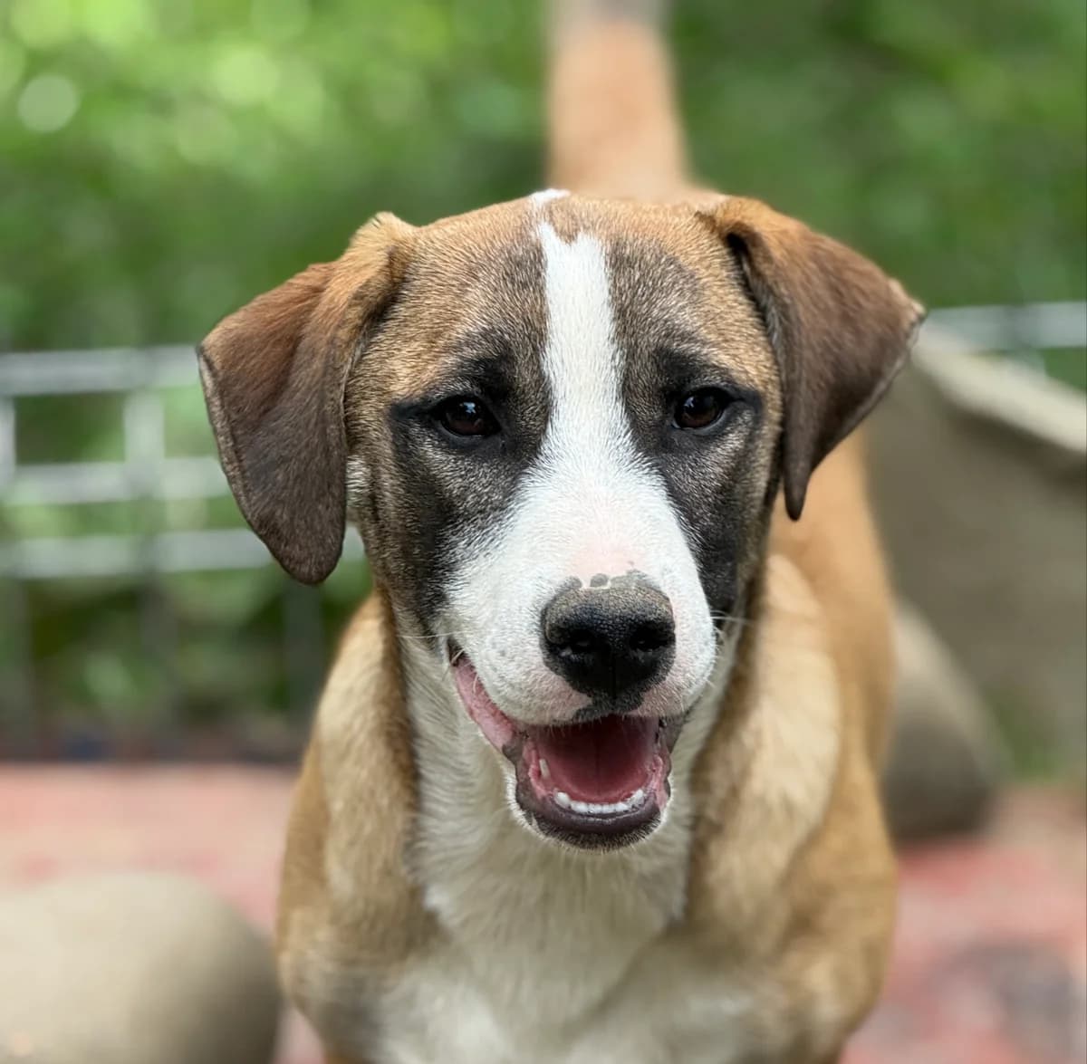 Miso, male puppy Mixed Breed for adoption at Tierschutzverein SpecialDogs e.V.