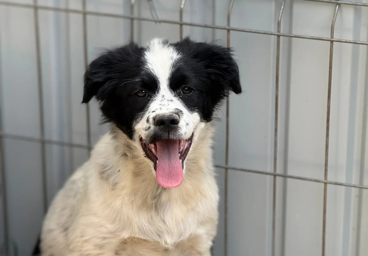 Miss Bennet, female puppy Mixed Breed for adoption at Tierschutzverein SpecialDogs e.V.
