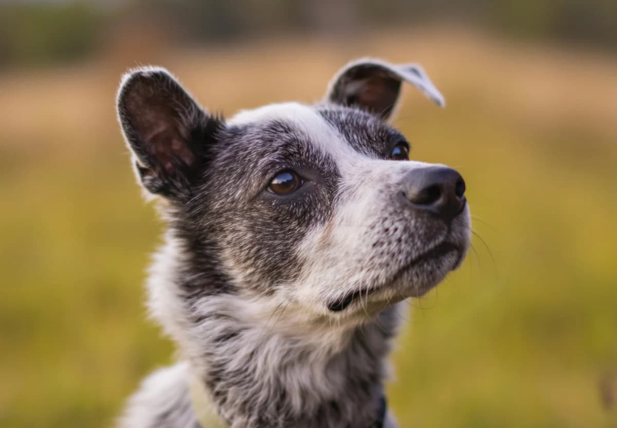 Muli, male 3yo Mixed Breed for adoption at Tierschutzverein SpecialDogs e.V.