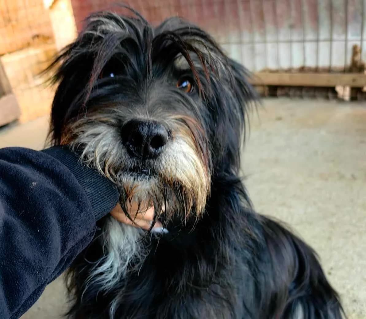 Petunia, female 4yo Mixed Breed for adoption at Tierschutzverein SpecialDogs e.V.