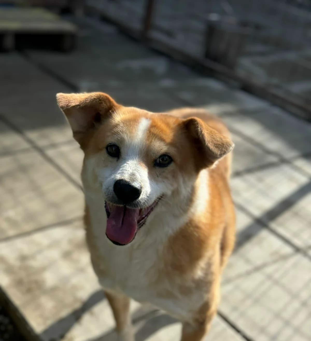 Pumba, male senior Mixed Breed for adoption at Tierschutzverein SpecialDogs e.V.