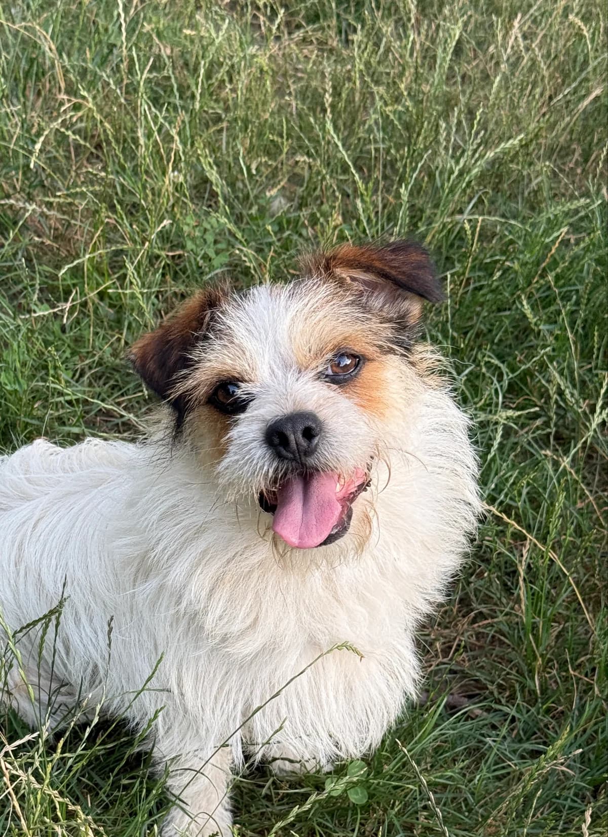 Purzel, male 3yo Mixed Breed for adoption at Tierschutzverein SpecialDogs e.V.