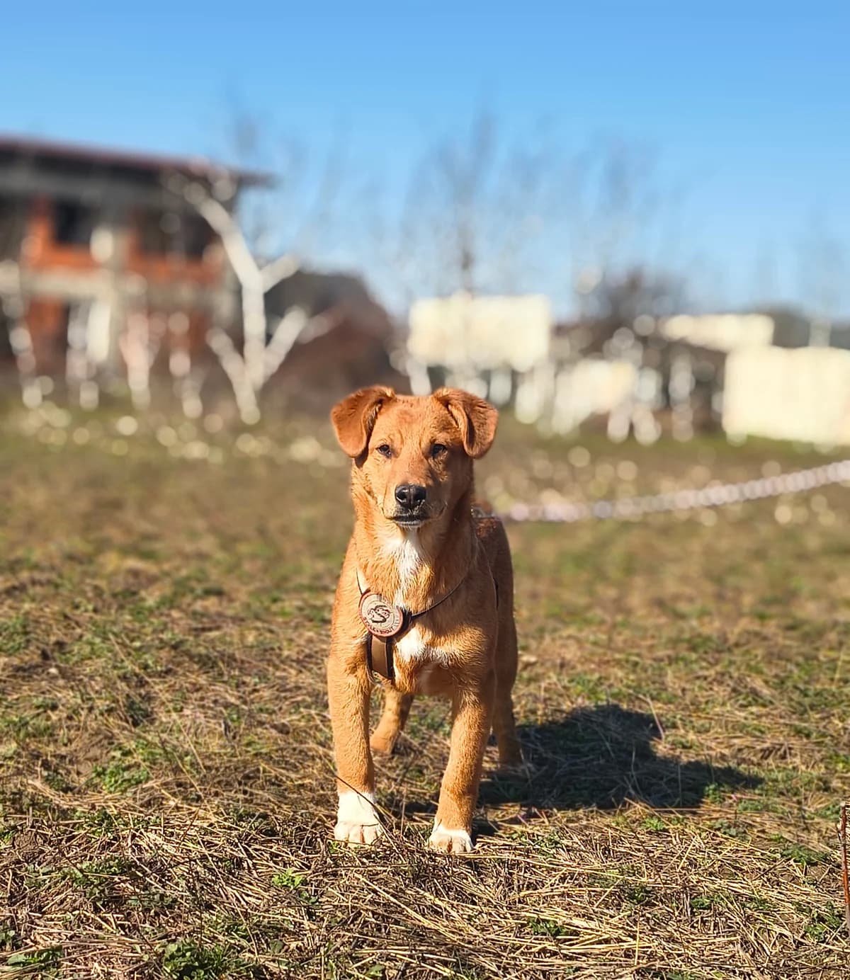 Ravi, male puppy Mixed Breed for adoption at Tierschutzverein SpecialDogs e.V.