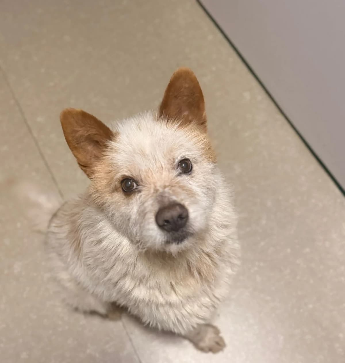 Renard, male senior Mixed Breed for adoption at Tierschutzverein SpecialDogs e.V.
