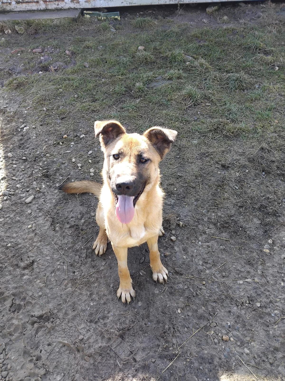 Rova, female young Mixed Breed for adoption at Tierschutzverein SpecialDogs e.V.