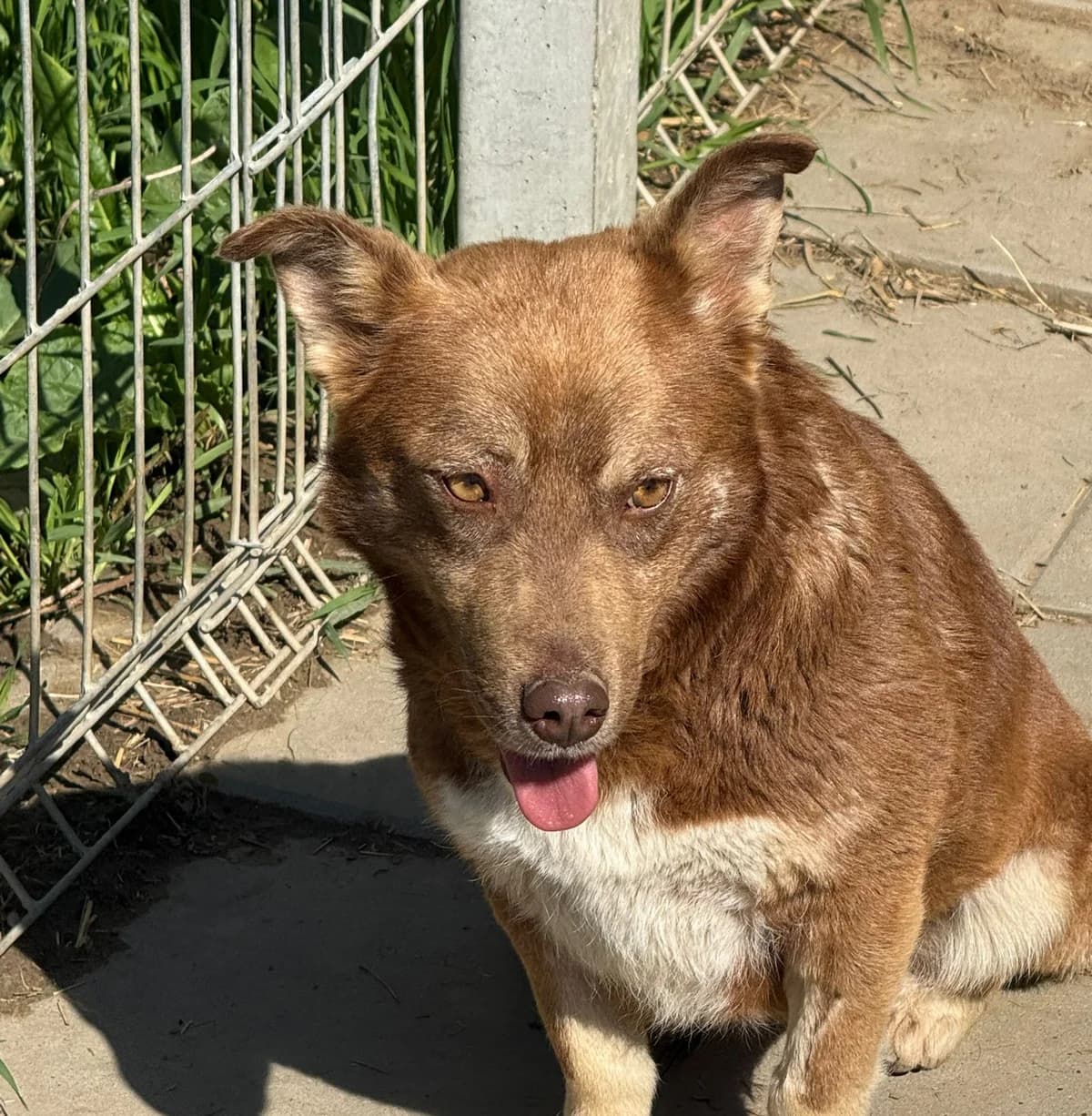 Savi, female 3yo Mixed Breed for adoption at Tierschutzverein SpecialDogs e.V.