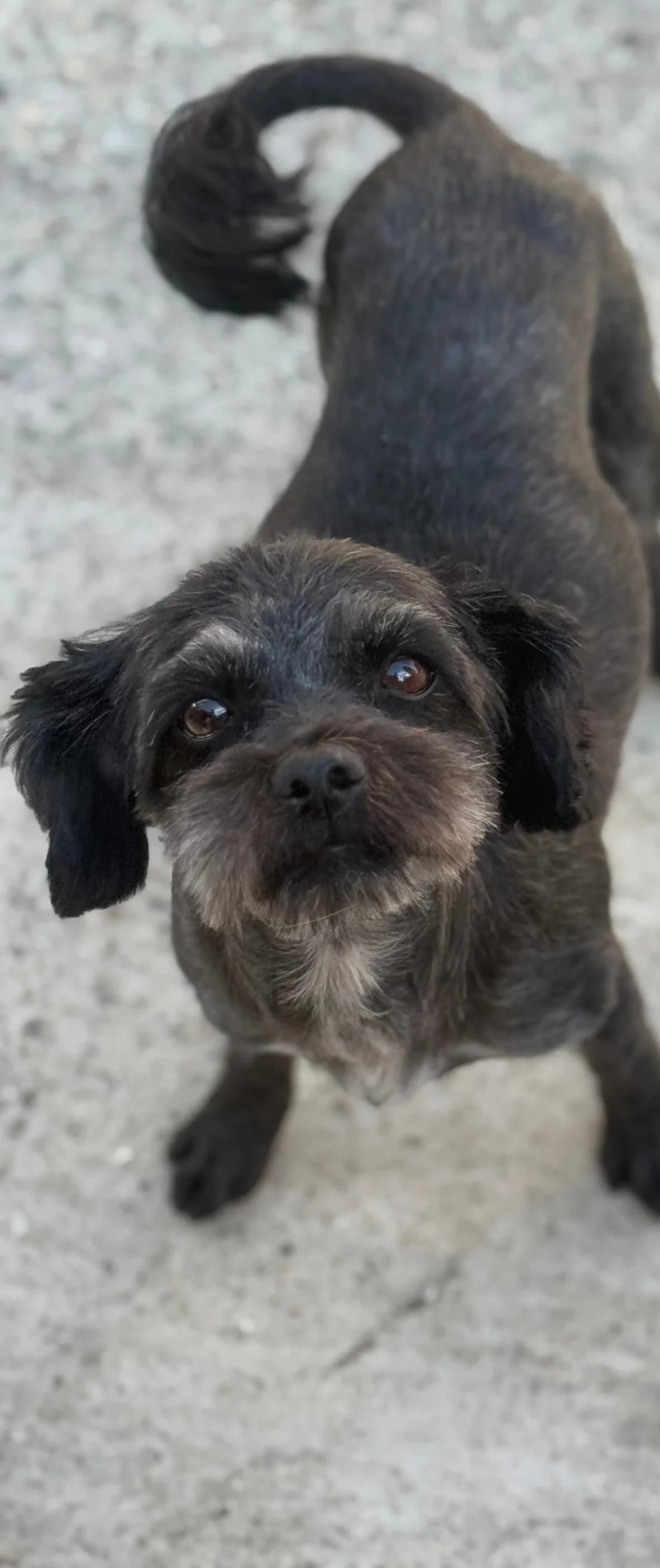 Schnuppel, female 3yo Mixed Breed for adoption at Tierschutzverein SpecialDogs e.V.