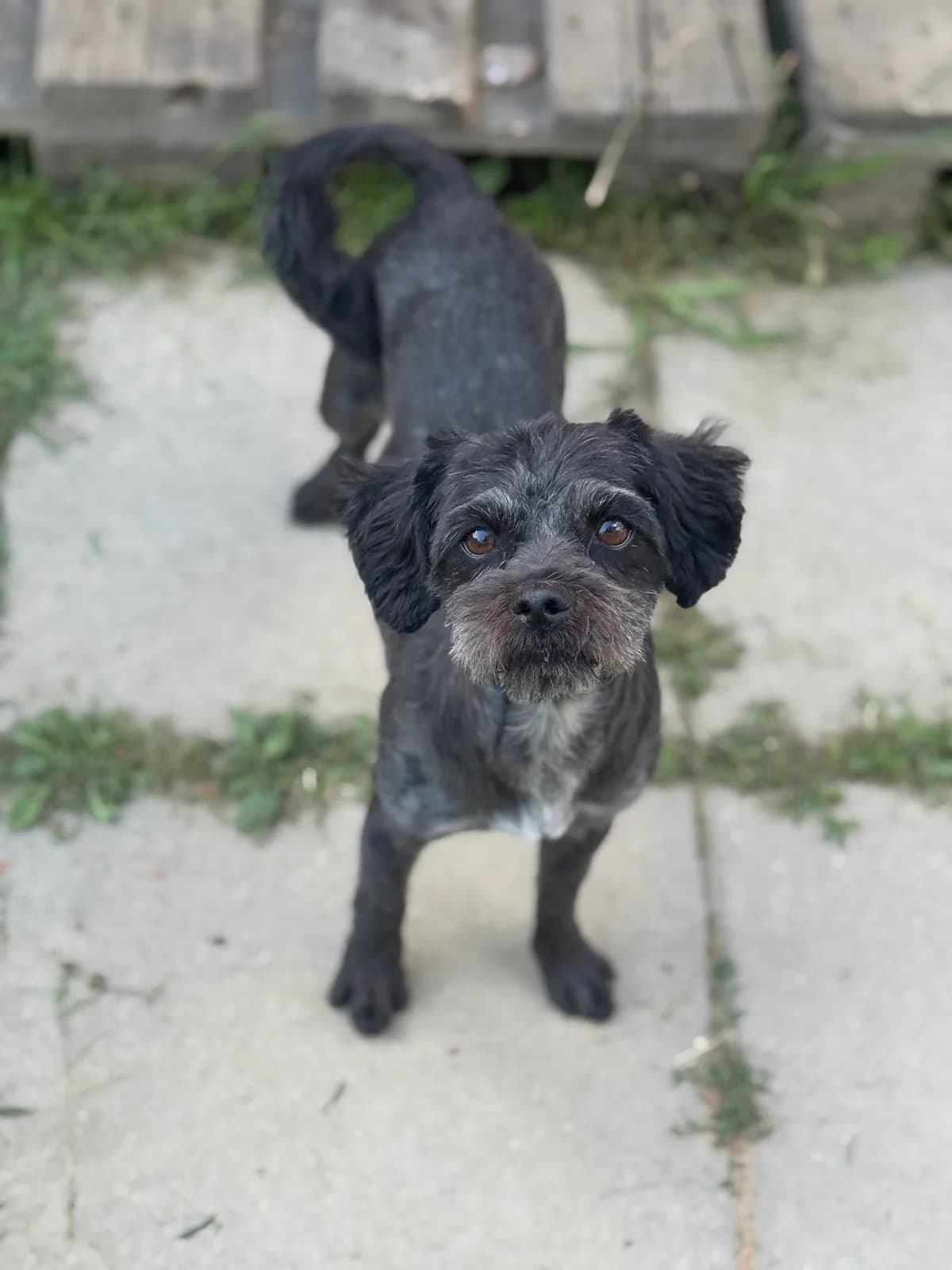Schnuppel, female 3yo Mixed Breed for adoption at Tierschutzverein SpecialDogs e.V.